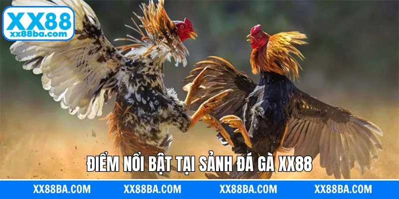 Điểm nổi bật của chuyên mục chọi kê online Điểm nổi bật của chuyên mục chọi kê online